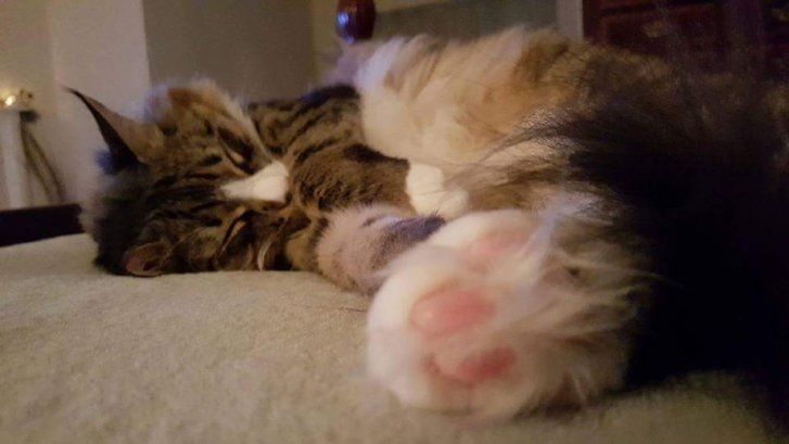 Picture of a cat / kitten / feline