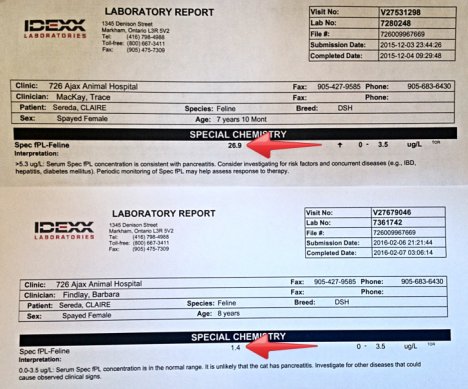 Picture of a cat / kitten / feline