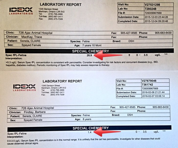 Picture of a cat / kitten / feline