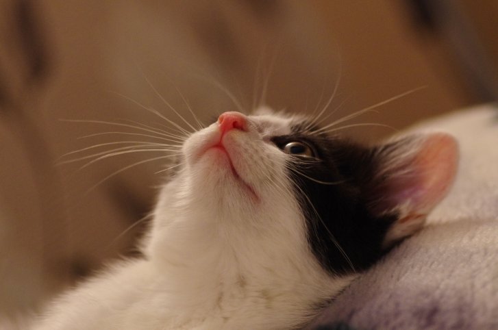 Picture of a cat / kitten / feline