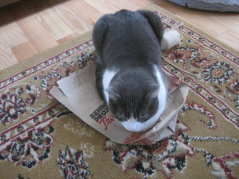 Picture of a cat / kitten / feline