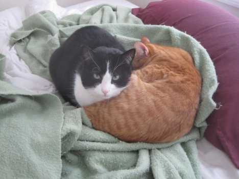 Picture of a cat / kitten / feline