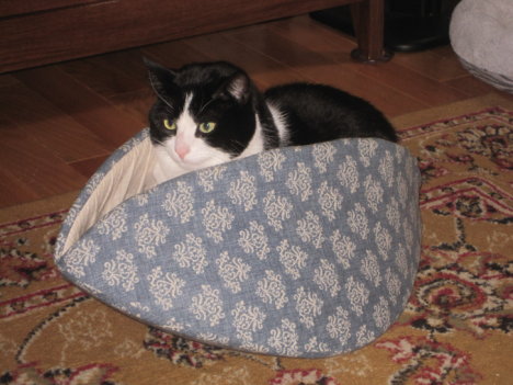 Picture of a cat / kitten / feline