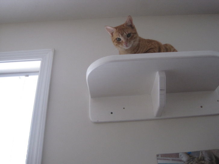 Picture of a cat / kitten / feline