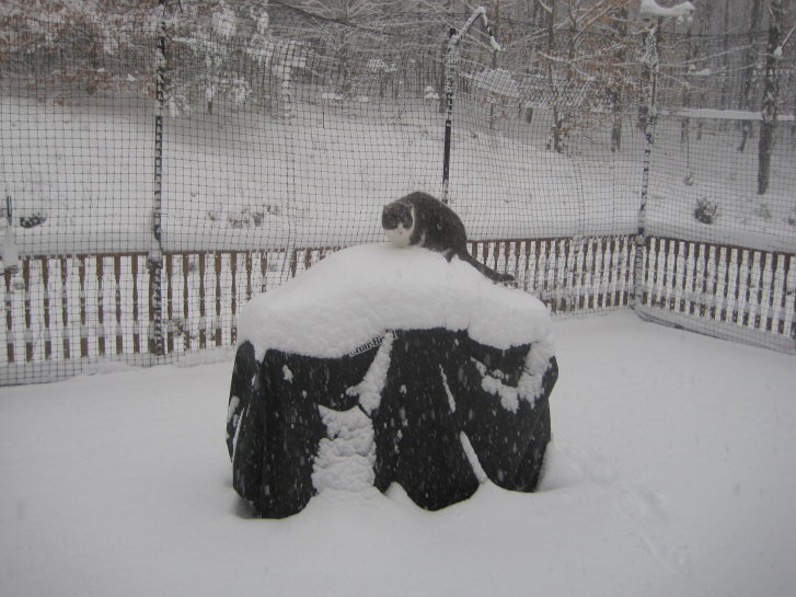 Picture of a cat / kitten / feline