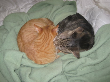 Picture of a cat / kitten / feline