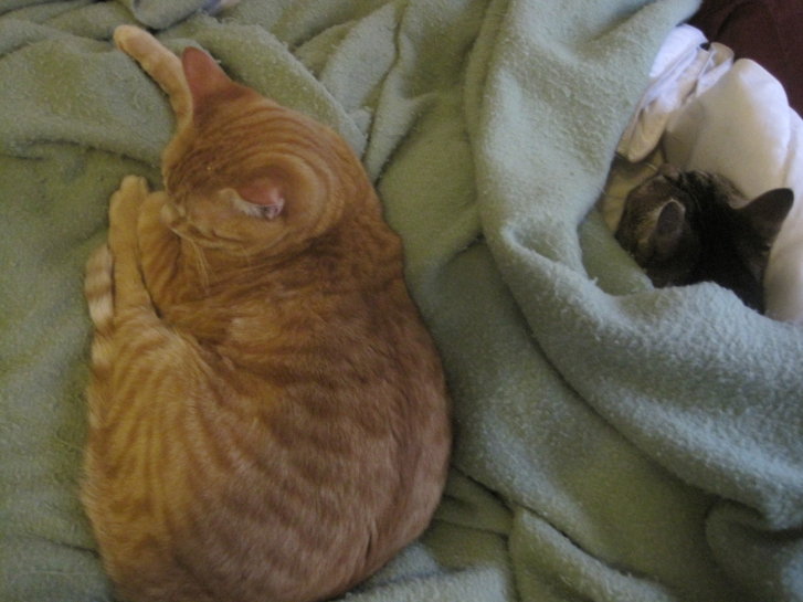 Picture of a cat / kitten / feline