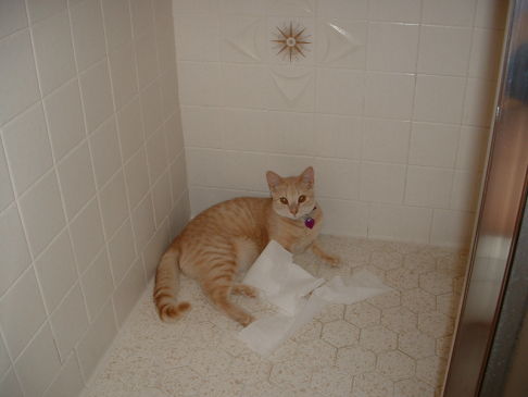 Picture of a cat / kitten / feline