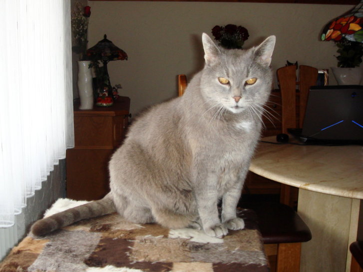 Picture of a cat / kitten / feline