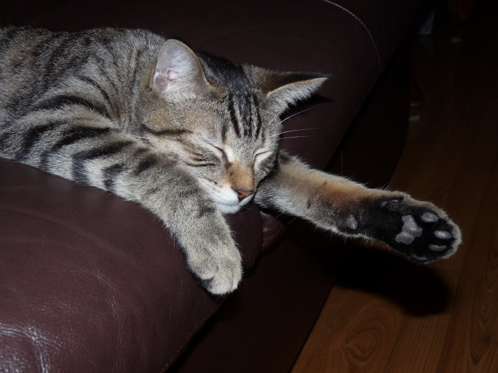 Picture of a cat / kitten / feline