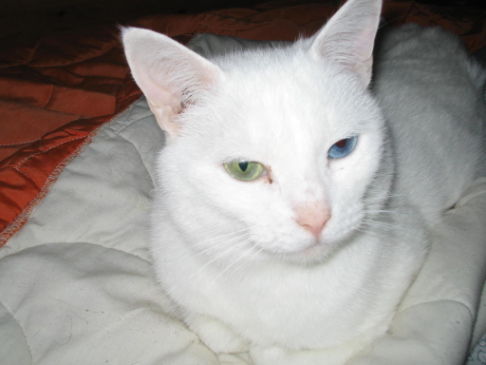 Picture of a cat / kitten / feline