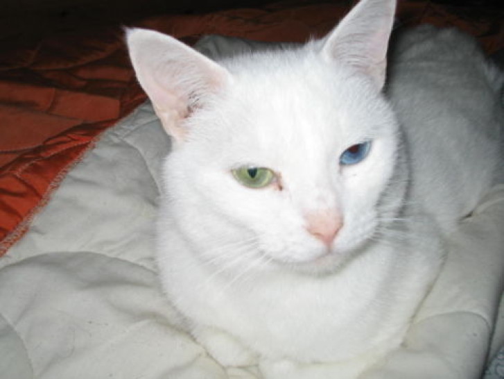 Picture of a cat / kitten / feline