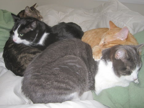 Picture of a cat / kitten / feline