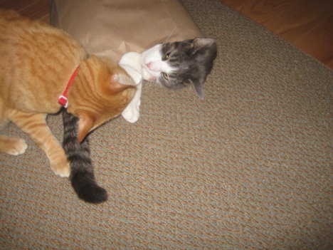 Picture of a cat / kitten / feline