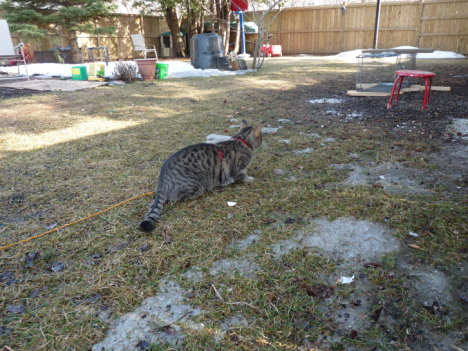 Picture of a cat / kitten / feline