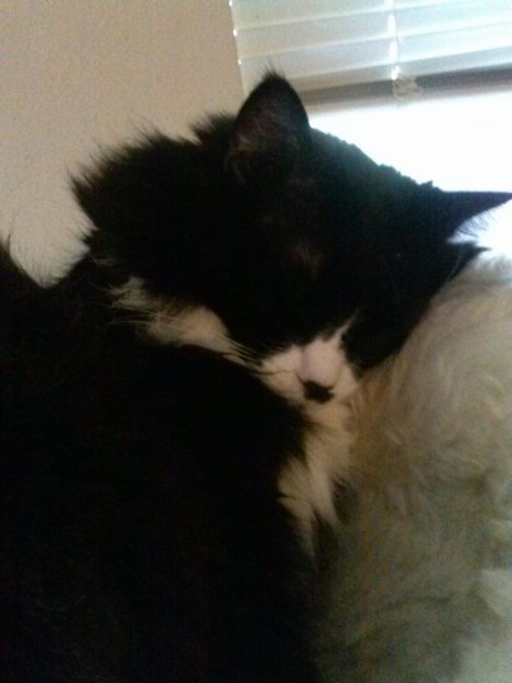 Picture of a cat / kitten / feline