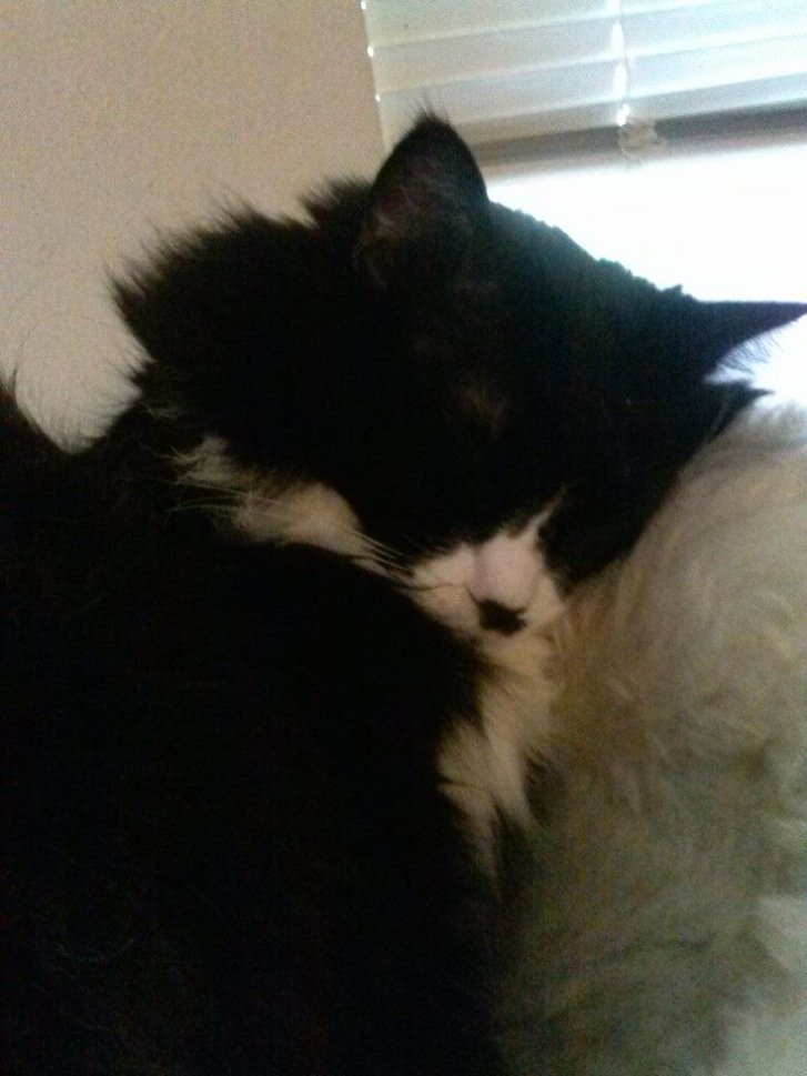 Picture of a cat / kitten / feline