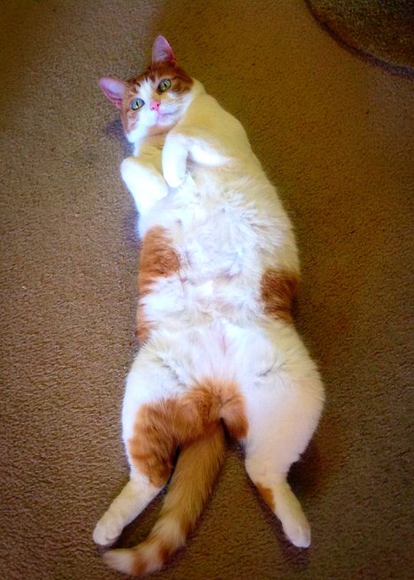 Picture of a cat / kitten / feline