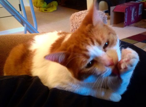 Picture of a cat / kitten / feline