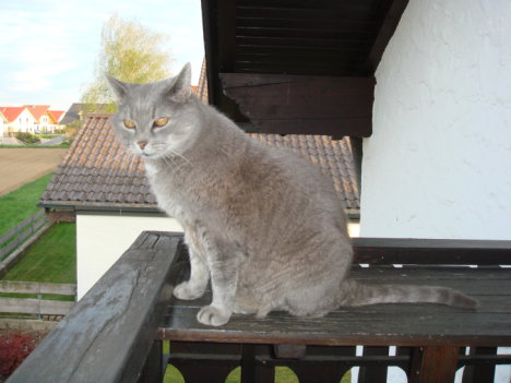 Picture of a cat / kitten / feline