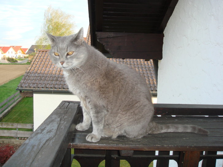 Picture of a cat / kitten / feline