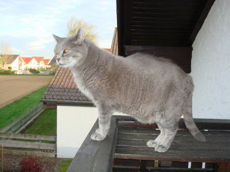 Picture of a cat / kitten / feline