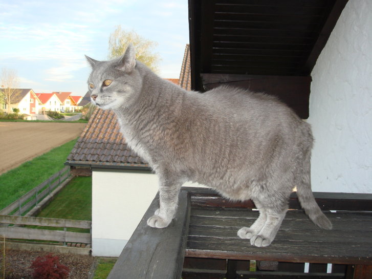 Picture of a cat / kitten / feline