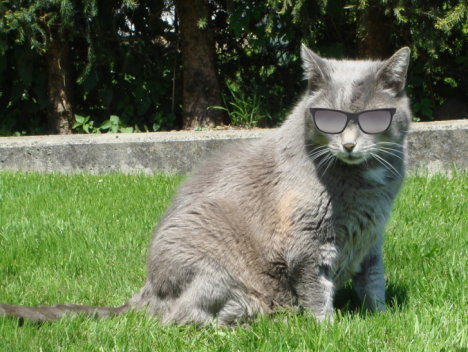 Picture of a cat / kitten / feline