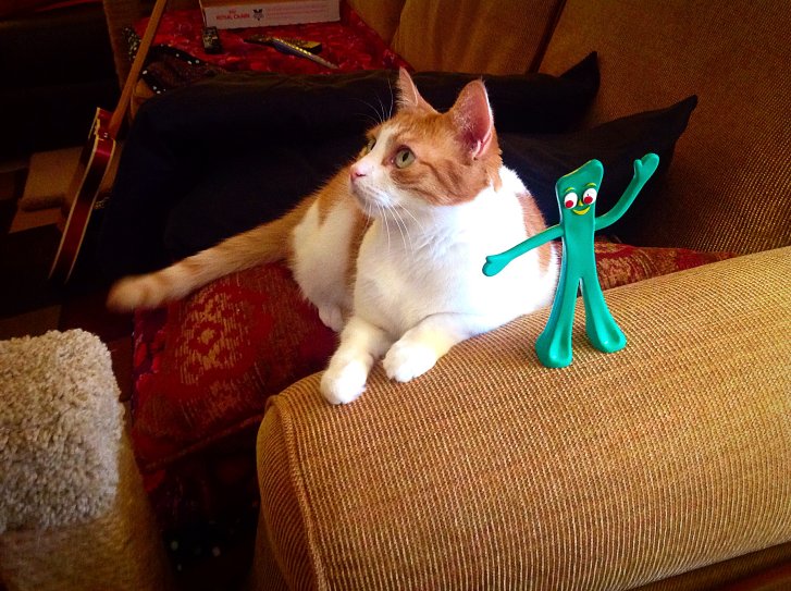 Picture of a cat / kitten / feline