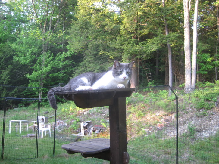 Picture of a cat / kitten / feline