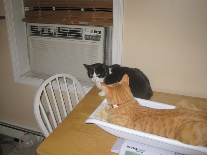 Picture of a cat / kitten / feline