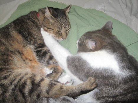 Picture of a cat / kitten / feline