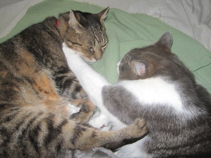 Picture of a cat / kitten / feline