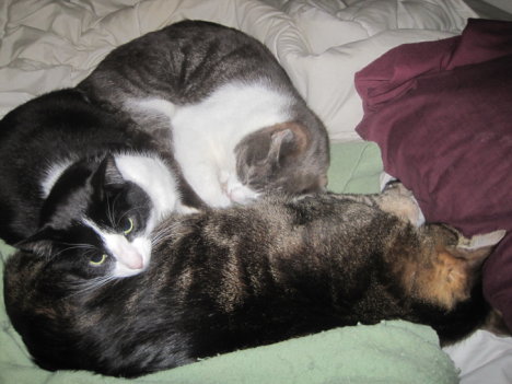 Picture of a cat / kitten / feline