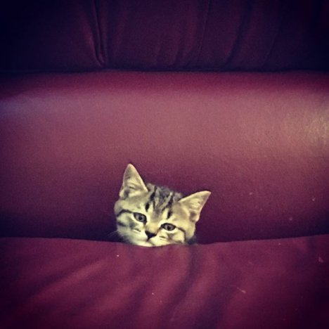 Picture of a cat / kitten / feline