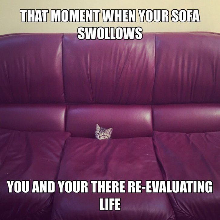 Picture of a cat / kitten / feline