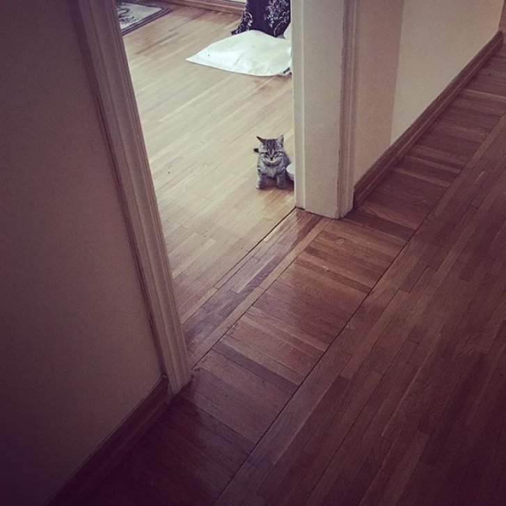 Picture of a cat / kitten / feline