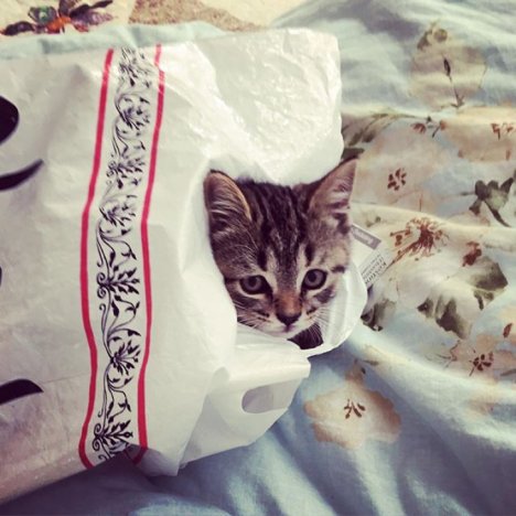 Picture of a cat / kitten / feline