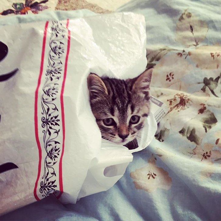 Picture of a cat / kitten / feline