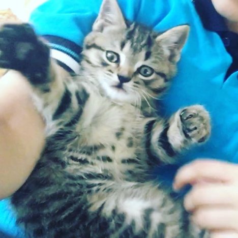 Picture of a cat / kitten / feline