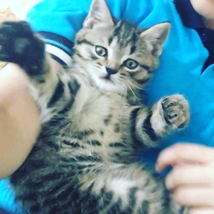 Picture of a cat / kitten / feline