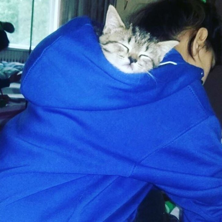 Picture of a cat / kitten / feline