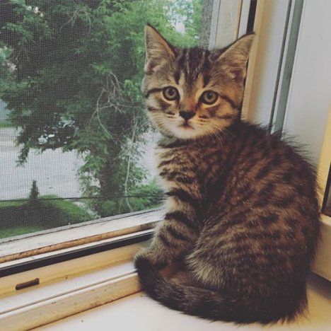 Picture of a cat / kitten / feline