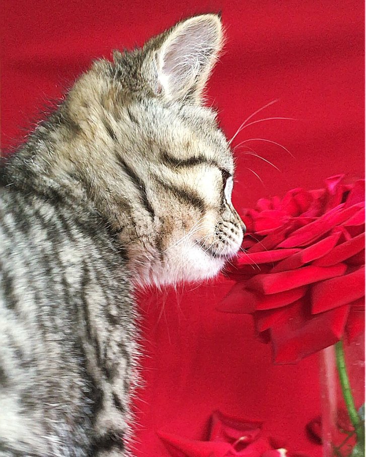 Picture of a cat / kitten / feline