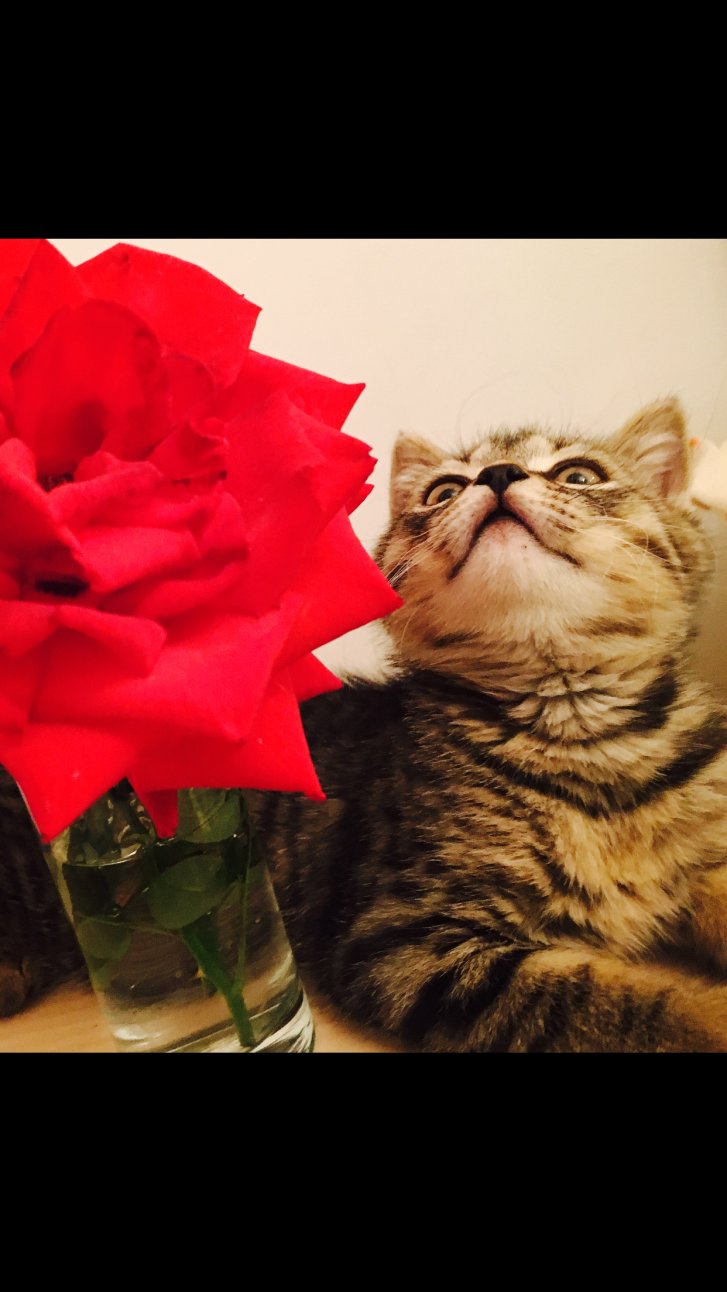 Picture of a cat / kitten / feline