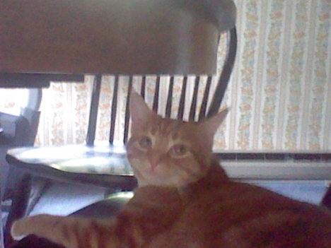 Picture of a cat / kitten / feline