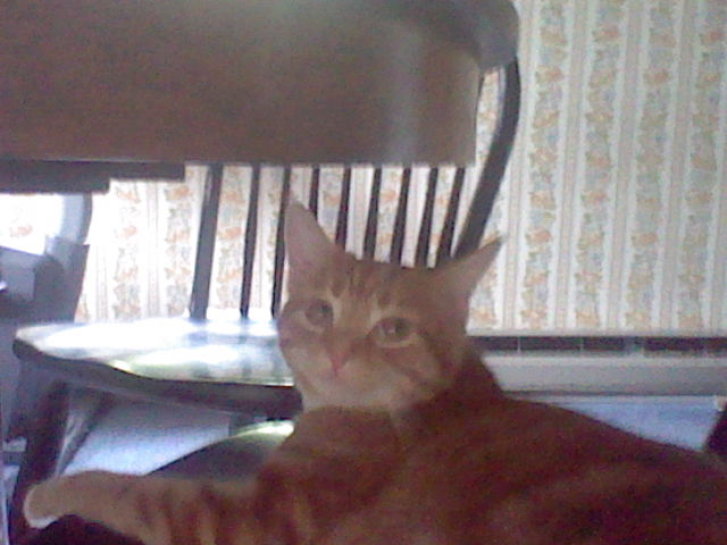 Picture of a cat / kitten / feline