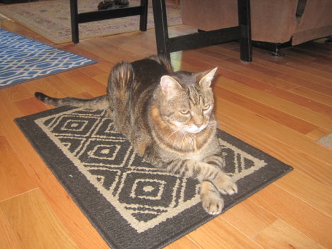 Picture of a cat / kitten / feline