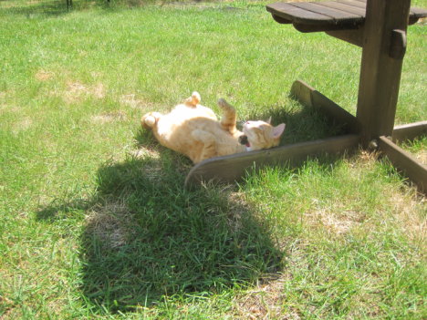 Picture of a cat / kitten / feline