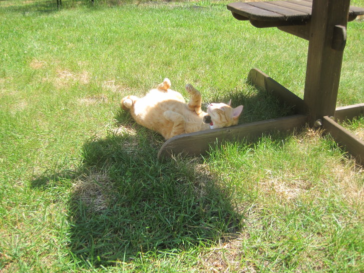 Picture of a cat / kitten / feline